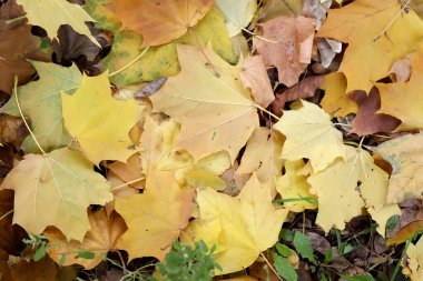 Sarı sonbahar akçaağaç yaprakları çimlerin üzerinde. Sonbahar arkaplanı