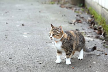 Beyaz pençeleri ve göğsü olan tatlı gri-kırmızı kedi odaklanmış durumda..