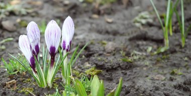 Beyaz-mor çiçek tomurcukları çiğ / yağmur damlalarında sabah