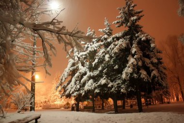 Akşam vakti parkta büyük çam ağaçları var.