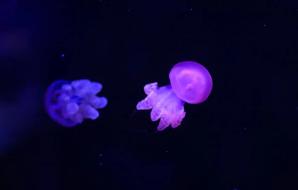 水母的背景 不同种类的水母带着霓虹灯在海洋水族馆里游泳 — 图库照片