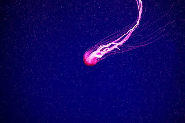 水母的背景 不同种类的水母带着霓虹灯在海洋水族馆里游泳 — 图库照片