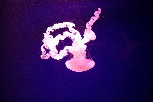 美丽的水母在水上霓虹灯中穿梭 水母的背景 不同种类的水母带着霓虹灯在水族馆里游泳 水母在深海中游泳 水母和海水母都是水母和海水母 — 图库照片