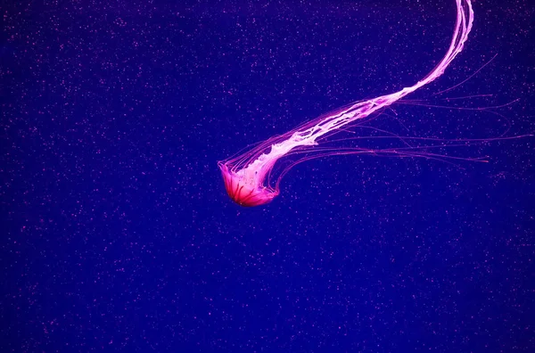 美丽的水母在水上霓虹灯中穿梭 水母的背景 不同种类的水母与霓虹灯在海洋水族馆里游动 水母在深海中游动 — 图库照片