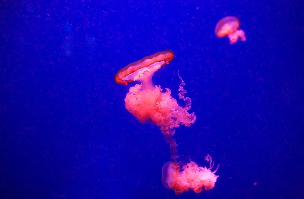 美丽的水母在水上霓虹灯中穿梭 水母的背景 不同种类的水母与霓虹灯在海洋水族馆里游动 水母在深海中游动 — 图库照片