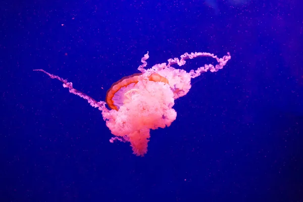 Beautiful jellyfish moving through the water neon lights.Background with jellyfish. variety of jellyfish swim in the ocean aquarium with neon lights.The jellyfish medusa swimming in deep water ocean.