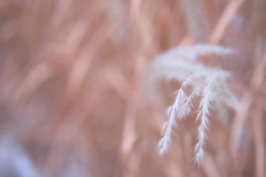 Soyut bulanık doğal arkaplan kuru çimen dikenleri, tüylü ot