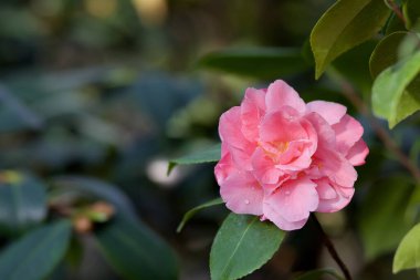 Güzel pembe Japon kamelya çiçekleri ya da Camelia japonica. Seçici odak noktası, çiçek arkaplanı. Yaprakları çiğ taneleriyle kaplı bir serada kamelya çiçeği. Çiçekli kamelyalar
