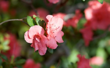 Çiçek açan pembe açelya çiçekleri botanik bahçesinde. Pembe açelya çiçeği, Rhododendron.