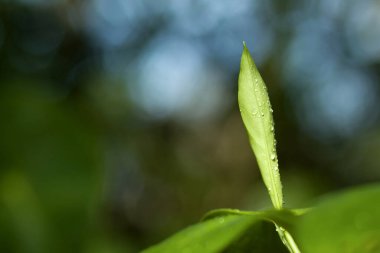 Damlayan çiy damlalarında açılmamış genç bir yaprak