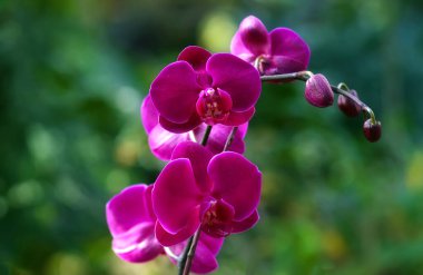 Çeşitli orkidelerin bahar çiçekleri. Pembe sarı mor orkideler. Seçici odaklanma. Güzel çiçek arkaplanı.