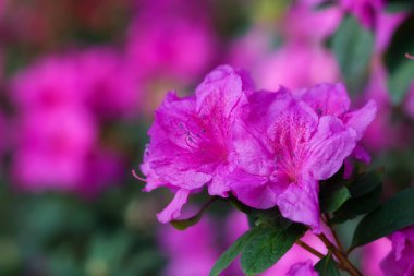 Çiçek açan pembe açelya çiçekleri botanik bahçesinde. Pembe açelya çiçeği, Rhododendron.
