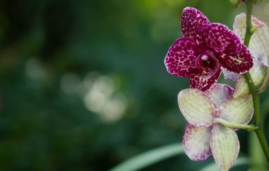 Çeşitli orkidelerin bahar çiçekleri. Pembe sarı mor orkideler. Seçici odaklanma. Güzel çiçek arkaplanı. Boşluğu kopyala
