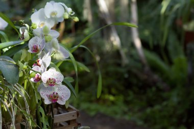 Çeşitli orkidelerin bahar çiçekleri. Pembe sarı mor orkideler. Seçici odaklanma. Güzel çiçek arkaplanı. Boşluğu kopyala