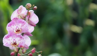 Çeşitli orkidelerin bahar çiçekleri. Pembe sarı mor orkideler. Seçici odaklanma. Güzel çiçek arkaplanı. Boşluğu kopyala