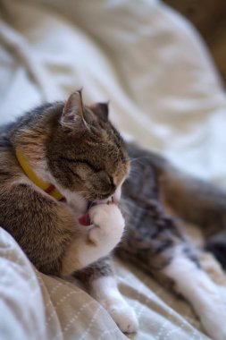 Yeşil gözlü güzel bir evcil kedi yatakta tembelce yatıyor. Gri-beyaz kızıl kedi patisini yalıyor, yıkıyor. Seçici odak