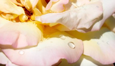 Abstract blurred background - petals of a tea yellow-pink rose close-up macro with raindrops dew
