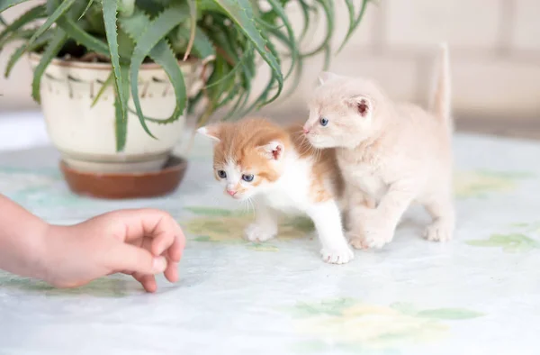 Pouco Laranja Olhos Azuis Com Gatinho Branco Bege Está Brincando — Fotografia de Stock