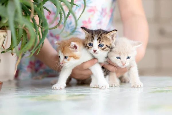Kleine Blauwogige Rode Beige Gestreepte Grijze Kittens Handen Van Een — Stockfoto