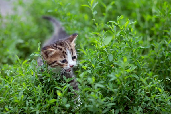 Little Blue Eyed Tabby Gris Gatito Cuela Juega Hierba Alta —  Fotos de Stock