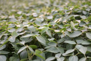 Gün batımında otsuz soya tarlası. Lambsquarters soya fasulyesi filizleri tek bir arta kalmayan otçul tarlasında yetişiyor. Organik Soyada Ot Kontrolü