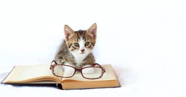 Beyaz yatağa uzanmış kitap ve gözlüklü çizgili kedi yavrusu. Zeki, sevimli ev kedisi kitabı. Okula dönüş, eğitim konsepti.