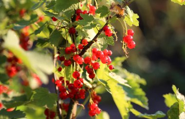 Kırmızı frenk üzümü arka plandaki çalıların üzerinde