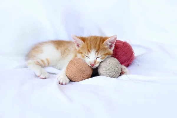 Schattig Tabby Gember Kitten Slapen Met Stoffige Roos Roze Beije — Stockfoto