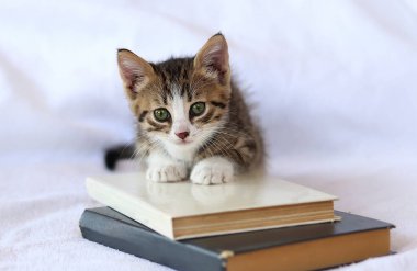 Kedi yavrusu kitapla oynuyor. Çizgili tekir kedicik, beyaz yatağın üzerinde kitap yığını var. Zeki, sevimli ev kedisi kitabı. Okula dönüş, eğitim konsepti.