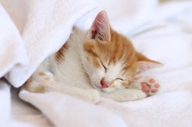Şirin kırmızı kedi yavrusu beyaz kürk battaniyesinde uyuyor.