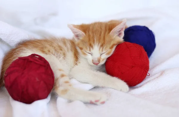 Pequeno Gatinho Listrado Dorme Cobertor Branco Com Bolas Fio — Fotografia de Stock