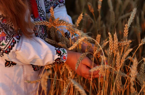 Spighette Grano Nelle Mani Una Ragazza Una Camicia Ricamata Mani — Foto Stock