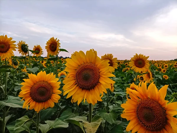 Puesta Sol Sobre Campo Girasoles Contra Cielo Nublado Hermoso Paisaje —  Fotos de Stock