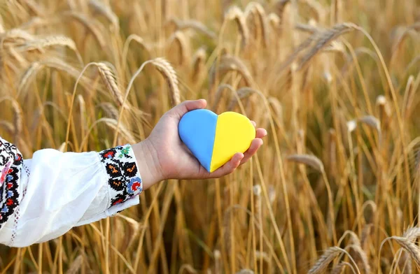 Coração Amarelo Azul Espiguetas Trigo Nas Mãos Uma Criança Uma — Fotografia de Stock
