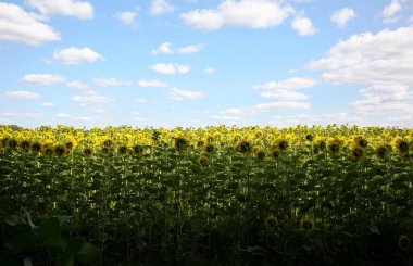Ayçiçeklerinin arkasında kendilerini tapınağın bulunduğu yöne çevirirler. Ayçiçeği tarlası, Saraburi 'deki Rai Ponthip..