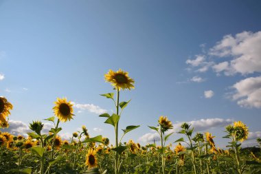 Güzel ayçiçeği güneş ışığı arkaplanı - büyük sarı ayçiçeği başı sağda mavi gökyüzü bulutlu arkaplan ve üzerinde fotokopi uzayı ile güneş patlaması