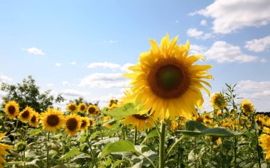 Güzel ayçiçeği güneş ışığı arkaplanı - büyük sarı ayçiçeği başı sağda mavi gökyüzü bulutlu arkaplan ve üzerinde fotokopi uzayı ile güneş patlaması
