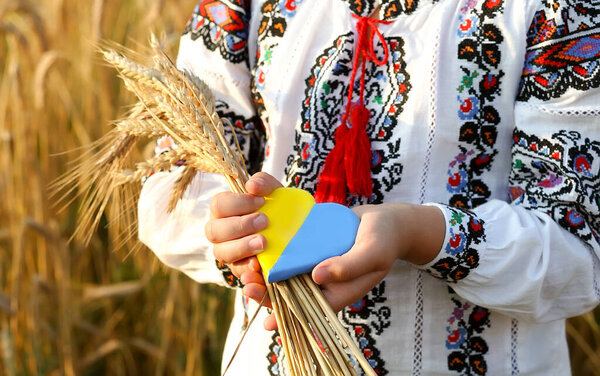 Украинское Сердце Носит Девушка Желто Голубое Сердце Колоски Пшеницы Руках — стоковое фото
