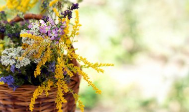 Bacetteki kır çiçekleri. Seçici odaklanma. Tıbbi bitkiler: hindiba, aslanağzı, yonca, altın başak, kiremit, fare bezelyesi. Yaz arkaplanı