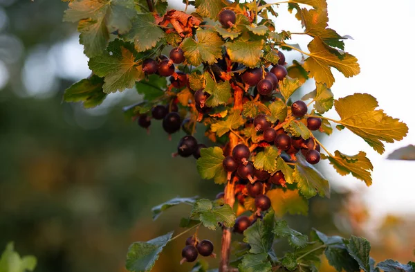 stock image Jostaberry. Hybrid of a gooseberry and black currant. Ripe Josta beriies in sunset light