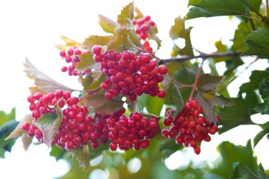 Guelder gülü veya Viburnum opulus ağacının kırmızı böğürtlen demetleri yaz mevsiminin sonunda güneşli bir günde kapanır..