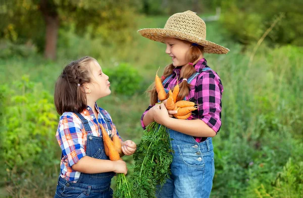 Niños Agricultores Felices Niñas Recogiendo Cosecha Zanahoria Crecimiento Casero Fresco — Foto de Stock
