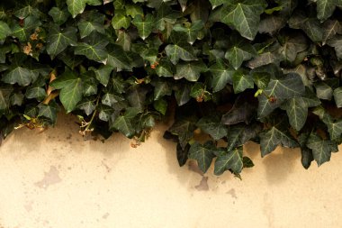 Ortak Ivy duvarına. Bir arka plan veya doku olarak usuable. Aynı zamanda Avrupa Ivy bilinen, sarmaşık veya Ivy İngilizce. (Hedera helix)