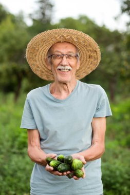 Gülümseyen yaşlı çiftçi bahçesinden taze salatalık topluyor.