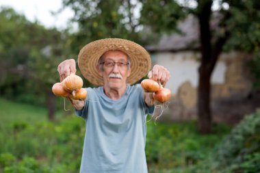 Organik sebzeler. Seçici olarak soğana odaklan. Taze biçilmiş sebzelerle çiftçilerin elleri. Taze organik soğan. Gülümseyen yaşlı çiftçi