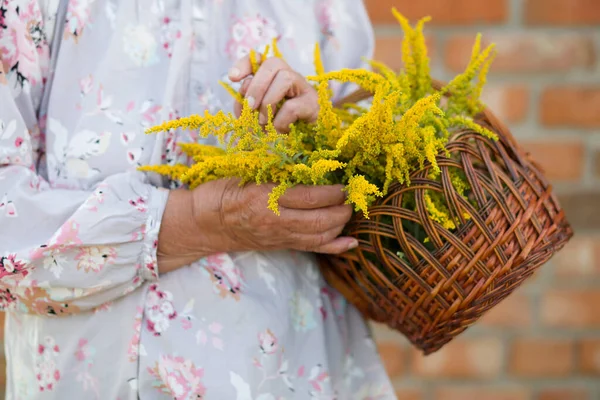 Buquê Verão Flores Amarelas Selvagens Goldenrod Cesta Mãos Mulher Sênior — Fotografia de Stock