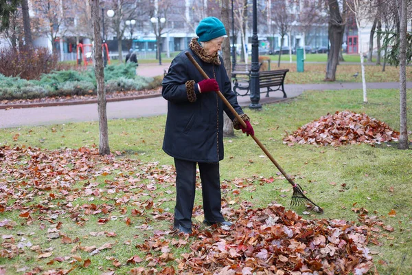 Sonbahar mevsimi, ölü yaprakları ek gelir olarak topluyor. Tırmık kullanan yaşlı bir kadın çimenlikteki ölü yaprakları temizliyor. Yaşlıların temiz havasında çalış..