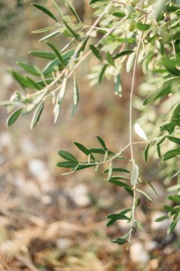 Güneşin batışında zeytin dalları. İtalya 'ya seyahat