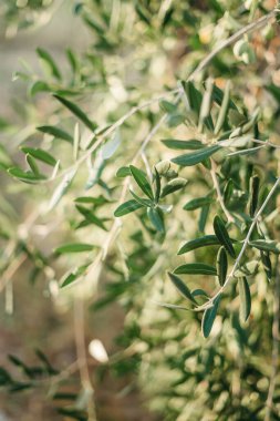 Güneşin batışında zeytin dalları. İtalya 'ya seyahat