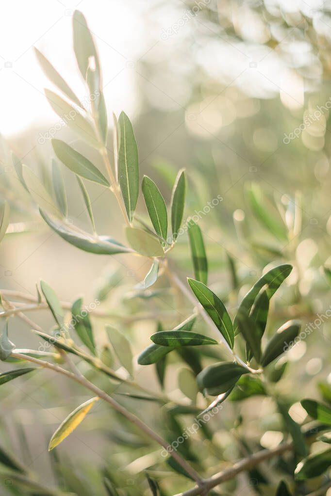 branches of an olive tree in the setting sun. Travel to Italy